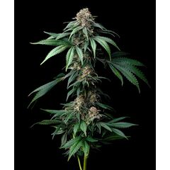 Mendo Breath, Фасовка: 3